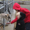 Feeding Goats