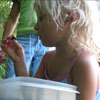 Picking Blackberries