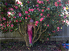 Pretty in Pink