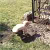 Young Gardener